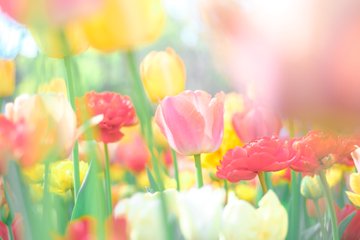 春色チューリップ畑 のAI生成画像