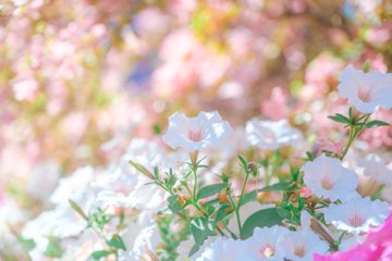 春の白とピンクの花々 のAI生成画像