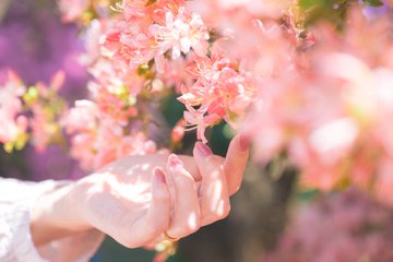 春の花に触れる手 のAI生成画像